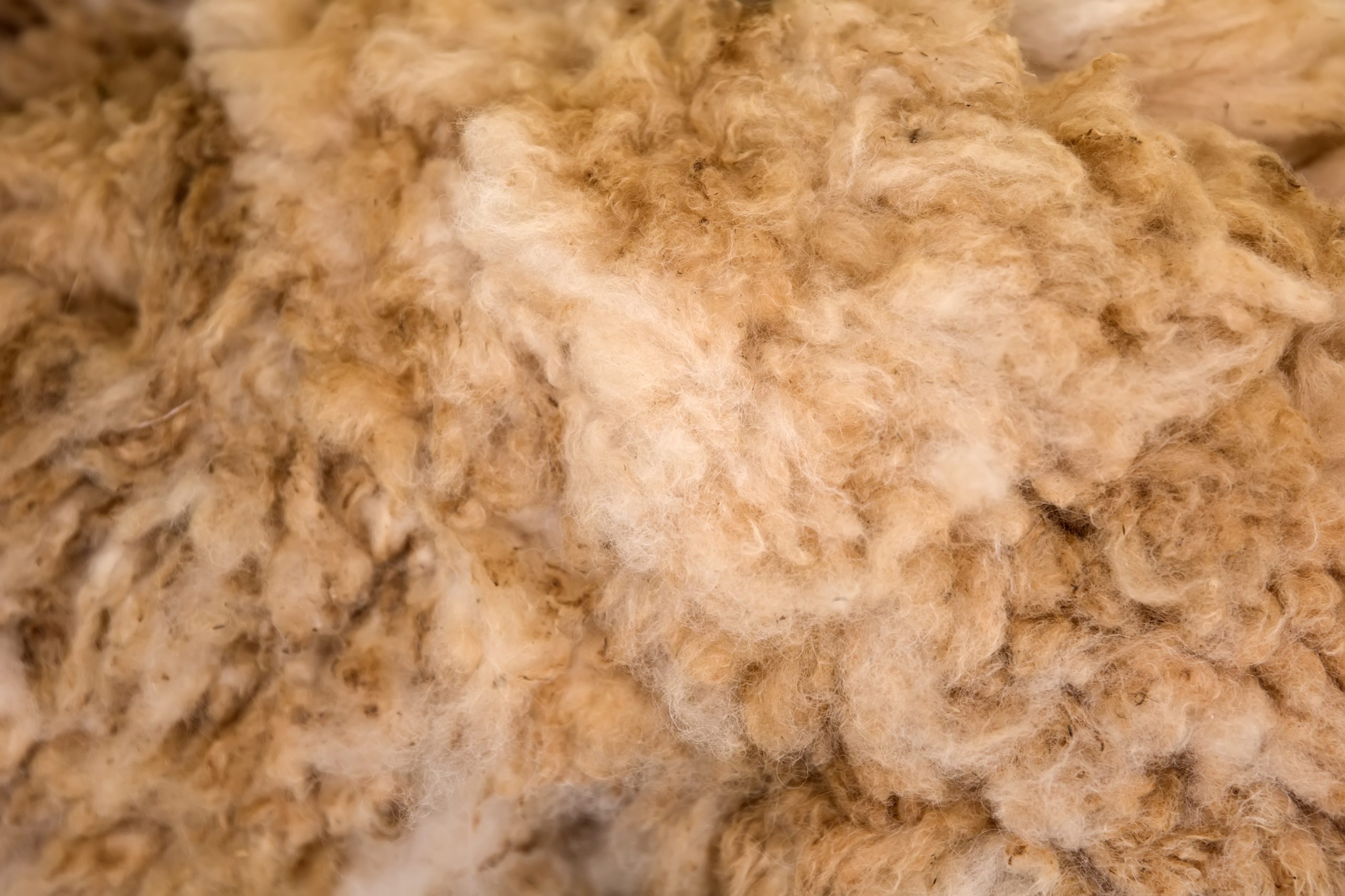 Detailný záber na ovčiu vlnu, ako izolačný materiál pre montované drevodomy